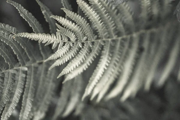 Fern zostawia sylwetki. Fotografia artystyczna na plakat wewnętrzny, druk, okładka — Zdjęcie stockowe