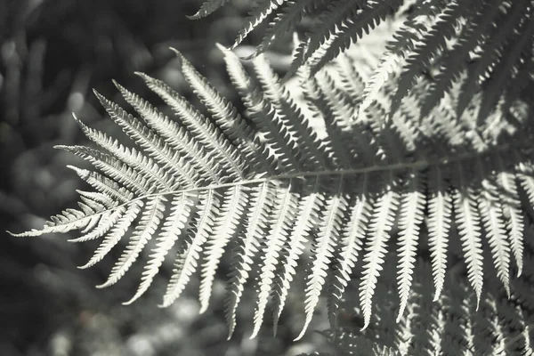 Fern zanechává siluety. Umělecká fotografie pro interiérový plakát, tisk, obal — Stock fotografie