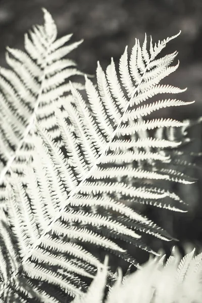 Feuilles de fougère silhouettes, feuillage forestier à la lumière du soleil. Photographie d'art — Photo