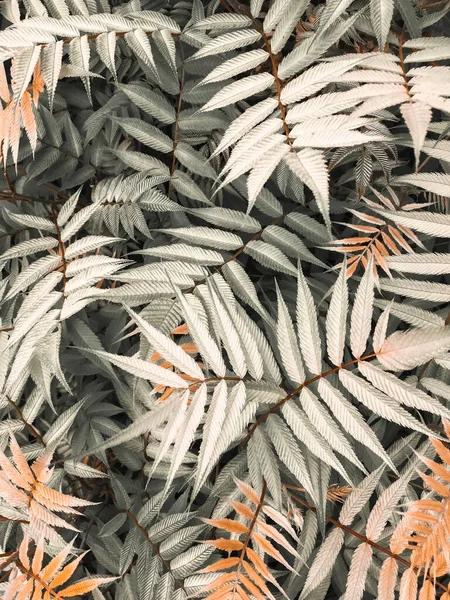 Blätter, Laub, natürlicher Hintergrund. Kunstfotografie — Stockfoto