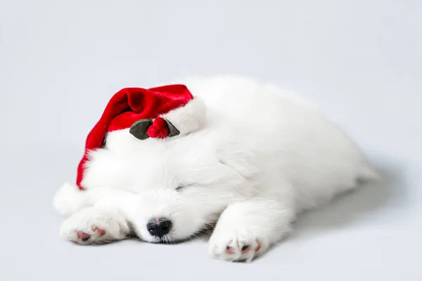 Een slapende schattige Samoyed puppy met een Kerstman hoed. Kerst kleine witte hond — Stockfoto