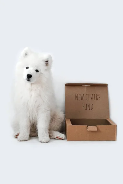 O cão samoyed perto de caixa de dinheiro com texto: novo fundo de cadeira — Fotografia de Stock