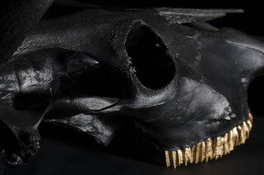 Boğa kafatası fotoğrafı 