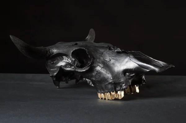 Black bulls skull — Stock Photo, Image