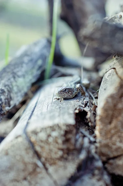 Eidechse — Stockfoto