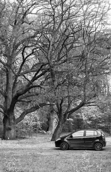 Car in the forest — Stock Photo, Image