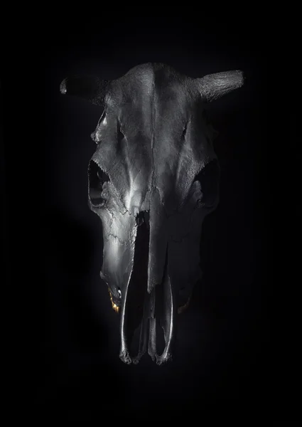 Череп чёрного быка — стоковое фото