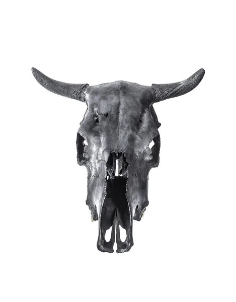 Svarta tjurar skalle — Stockfoto