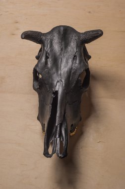 siyah boğa kafatası