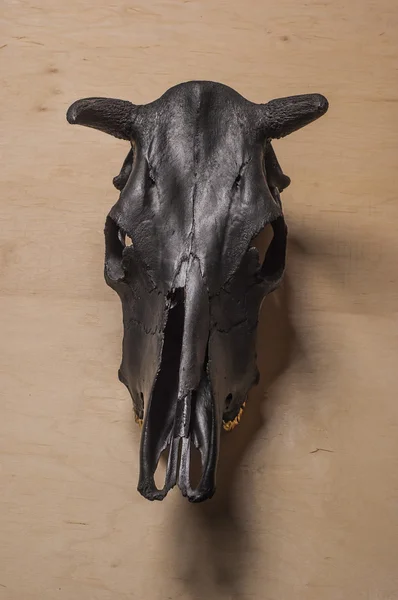 Siyah boğa kafatası — Stok fotoğraf