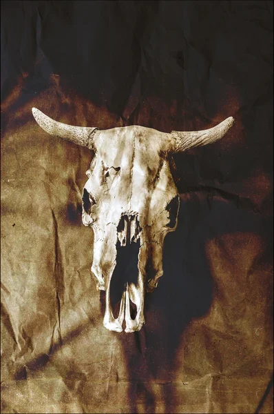 Grunge bulls skull — Stock Photo, Image