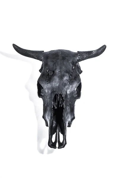 Svarta tjurar skalle — Stockfoto