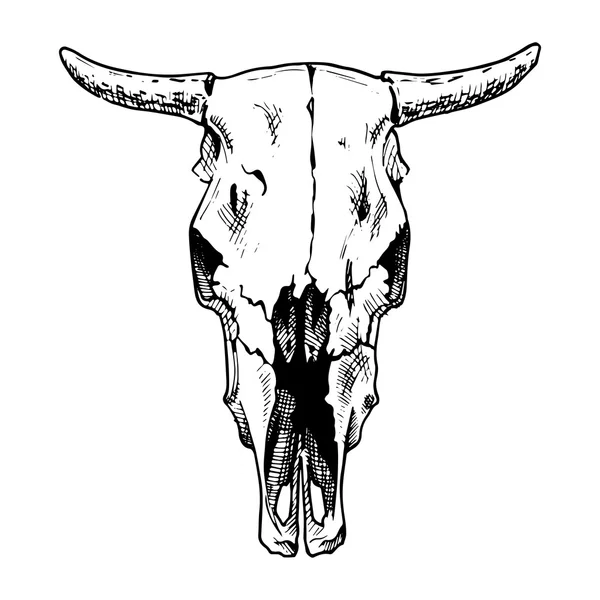 Bulls skull — Stock Vector