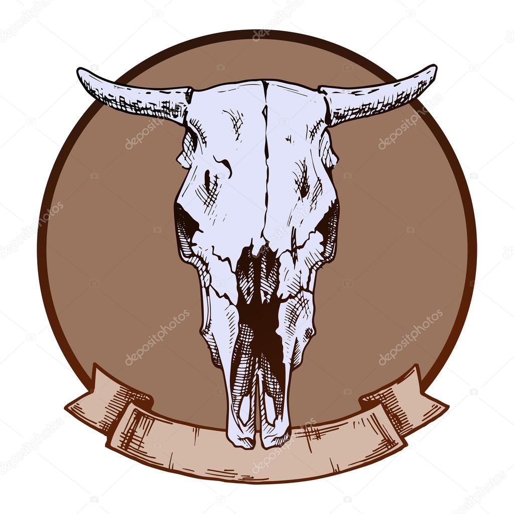 bulls skull 