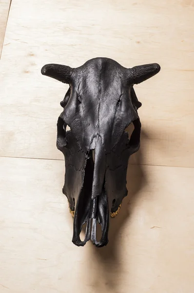 Byki czarny czaszka — Zdjęcie stockowe