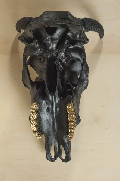 Чорний биків череп — стокове фото