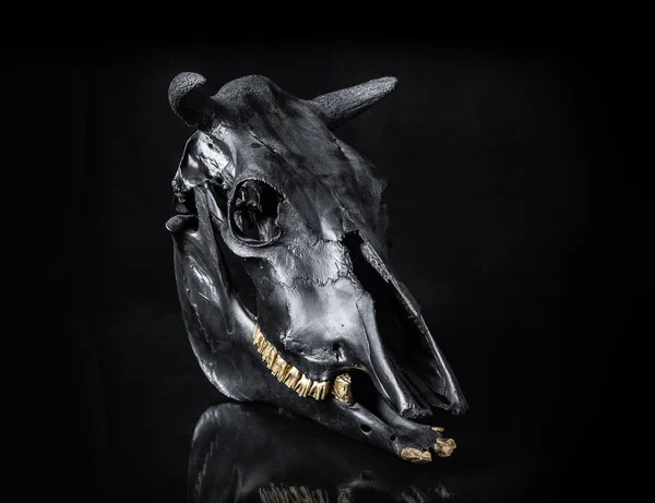 黒い雄牛の頭蓋骨 — ストック写真