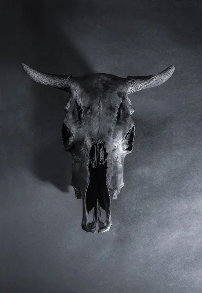 Black bulls skull — Stock Photo, Image