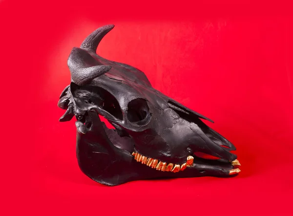 Black bulls skull — Stock Photo, Image