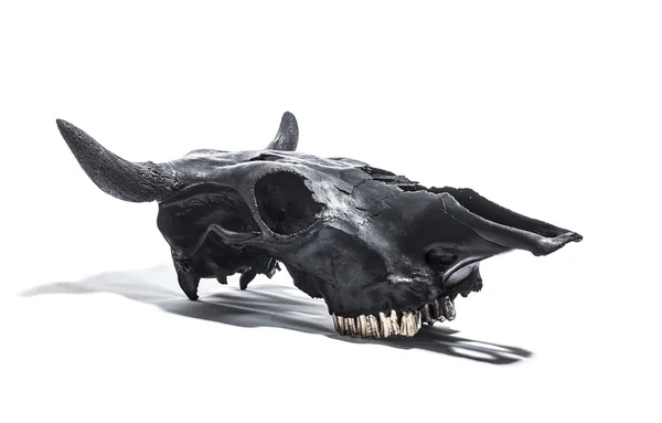Fekete bika koponya — Stock Fotó