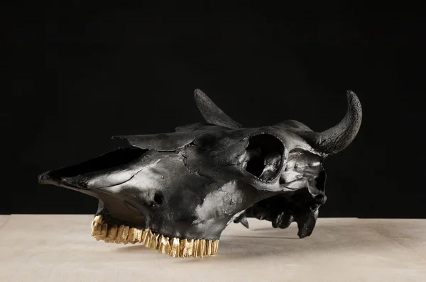 Fekete bika koponya — Stock Fotó