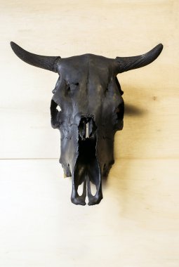 siyah boğa kafatası