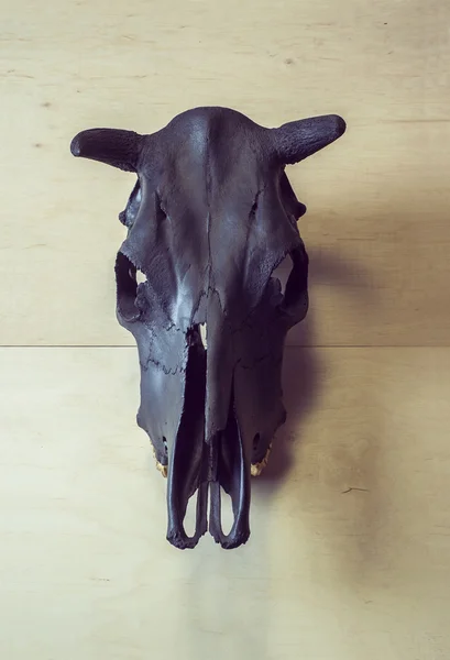 Siyah boğa kafatası — Stok fotoğraf