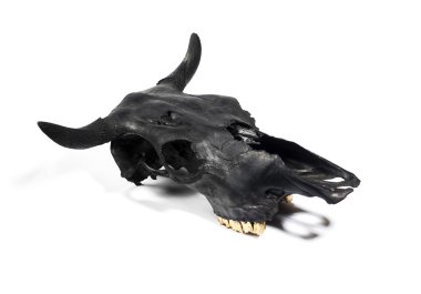 siyah boğa kafatası