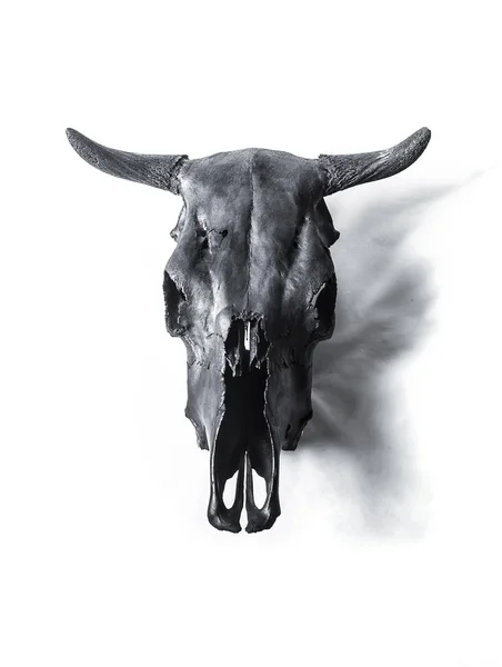 Black bulls skull — Stock Photo, Image