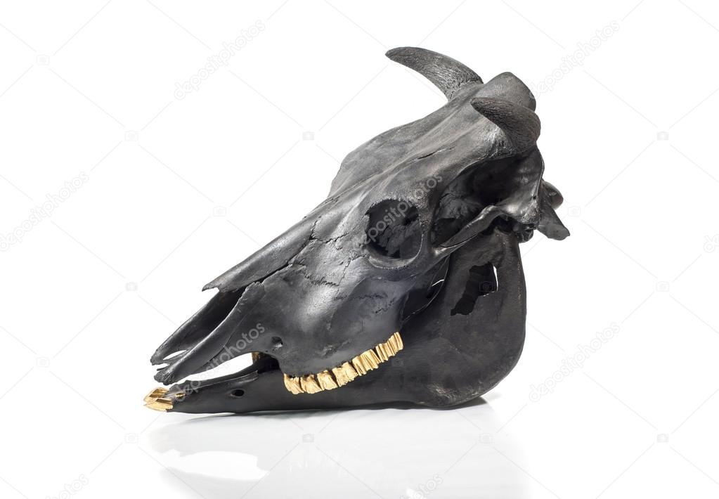 Black bulls skull