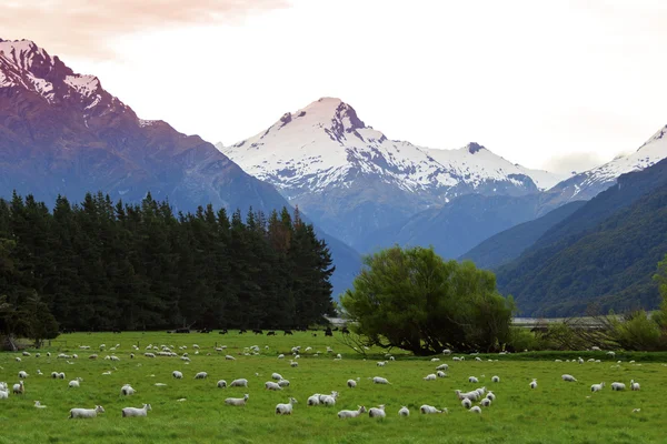 Nuova Zelanda Pascolano pecore Merino nella valle alpina — Foto Stock