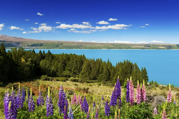 Lake Pukaki na jaře na Jižní ostrov nové Zealands — Stock fotografie