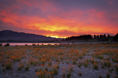 Kır çiçekleri gündoğumu, kenarında bulunan Lake Tekapo, Yeni Zelanda
