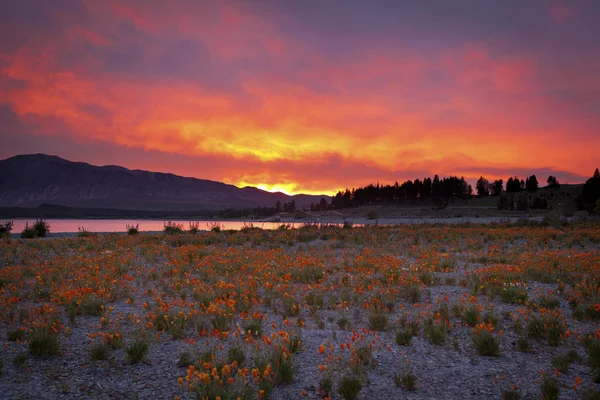 Vadvirágok napkeltekor, a bankok a Lake Tekapo, Új-Zéland — Stock Fotó