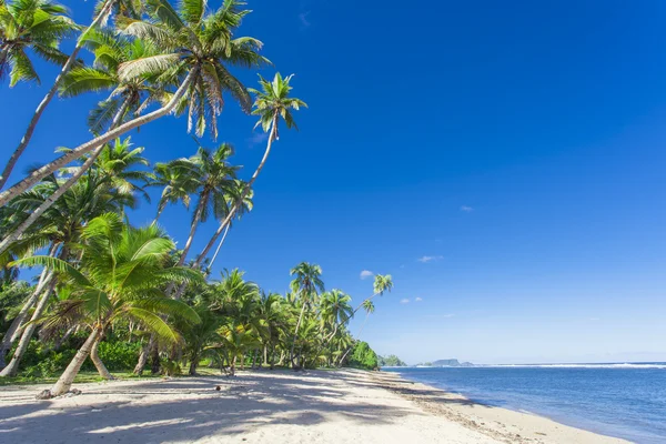 Samoa tropical — Fotografia de Stock