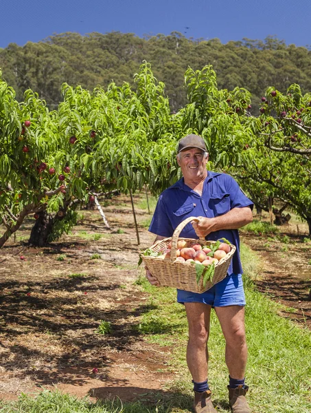 Agricultor com pêssegos — Fotografia de Stock