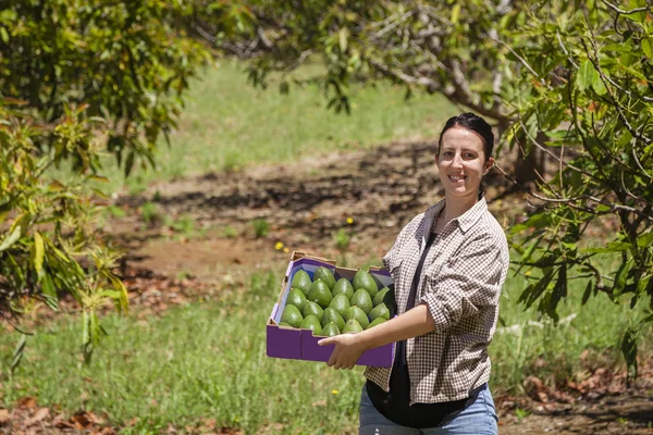 Agricultor con aguacates — Foto de Stock