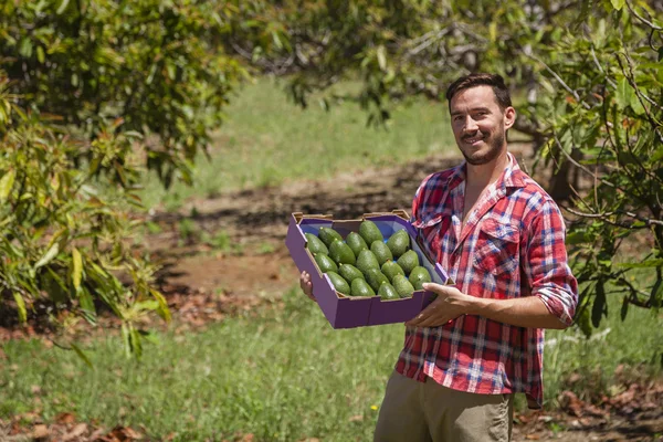 Agricultor com abacates — Fotografia de Stock