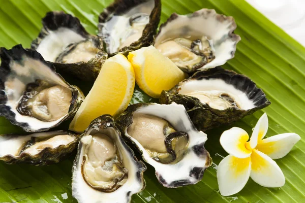 Half dozen oysters — Stock Photo, Image