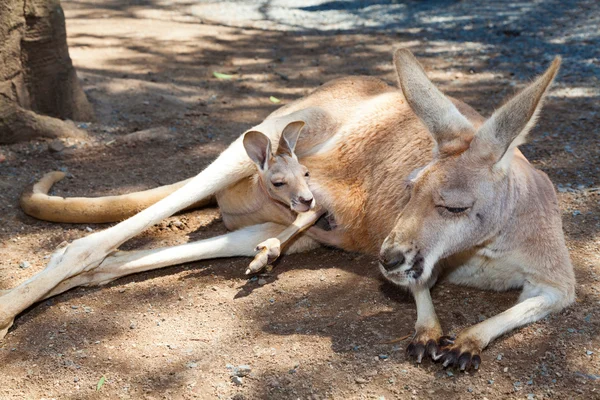 Kangaroo with joey — Stock Photo, Image
