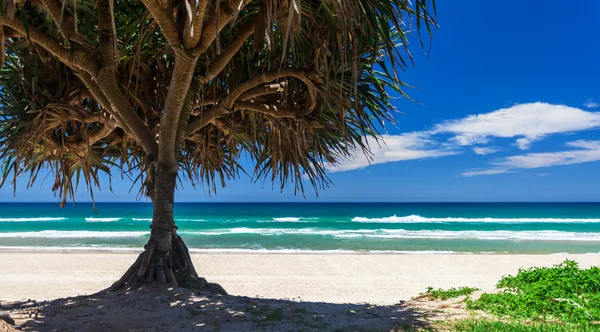 Gold Coast beach — Stock Photo, Image