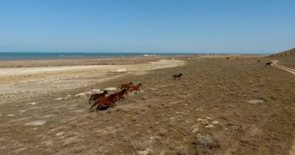 Landscape View Wild Horses Running Herd Horses Running Steppes Lake — Stock Video