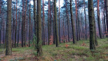 Ormanın sonbahar renkleri