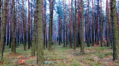 Ormanın sonbahar renkleri