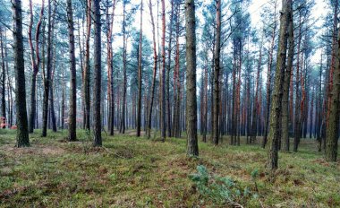 Ormanın sonbahar renkleri