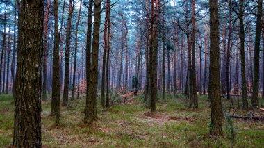 Ormanın sonbahar renkleri