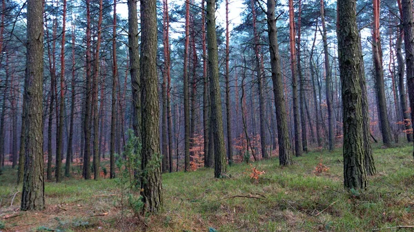 Ormanın sonbahar renkleri