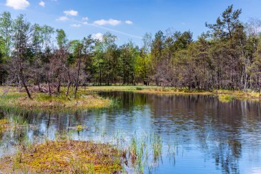 Bataklıklarda yazın başlangıcı
