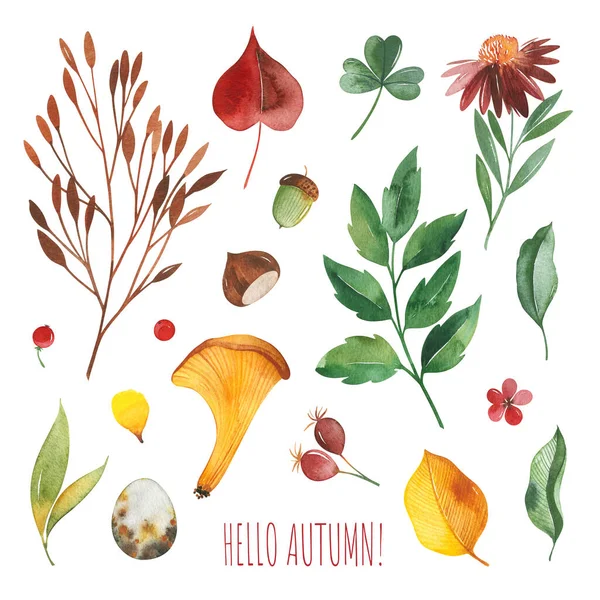 秋の葉 クローバー オークの葉 アコーンなどの水彩キノコのコレクション ステッカー スクラップブッキング 招待状 印刷に最適です — ストック写真
