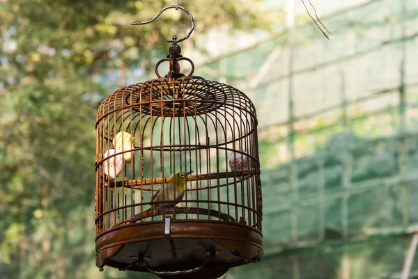 Un pájaro cantor verde en una jaula en un parque de la ciudad en Macao, China - Asia — Foto de Stock